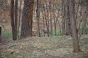 Doe at our picnic table